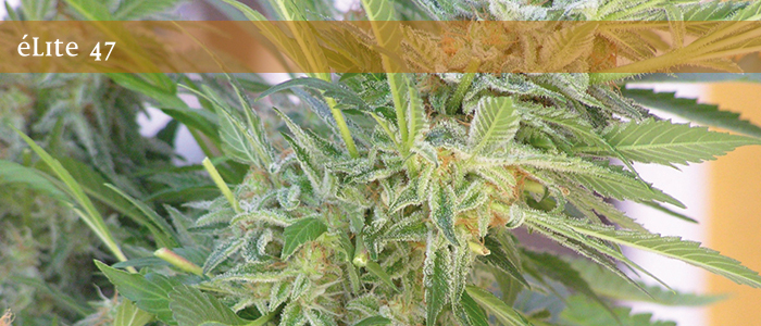 Elite Seeds - Elite 47 (fem.)