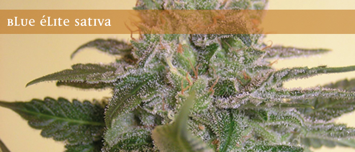 Elite Seeds - Blue Elite Sativa (fem.)