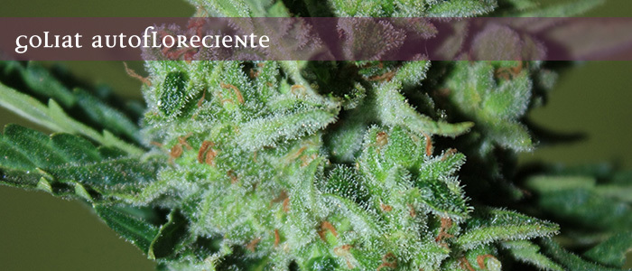 Elite Seeds - Goliat Auto (auto/fem.)