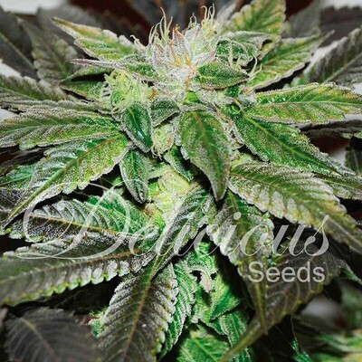 Delicious Seeds - Sugar Candy (fem.) 02589