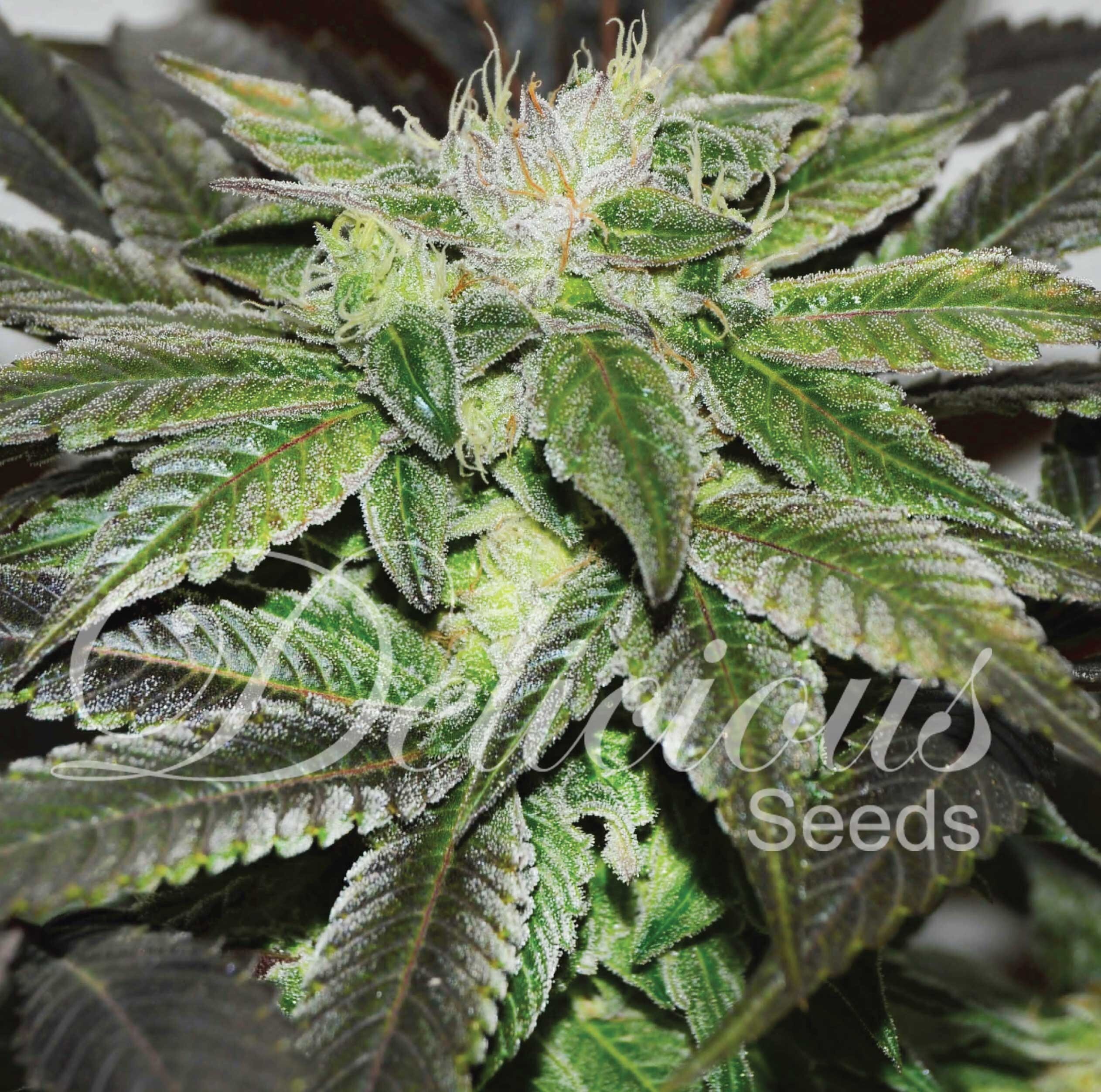 Delicious Seeds - Sugar Candy (fem.)