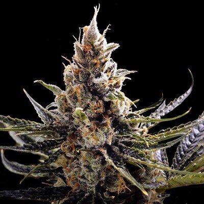 DNA Genetics - 24k Gold (fem.) 02726