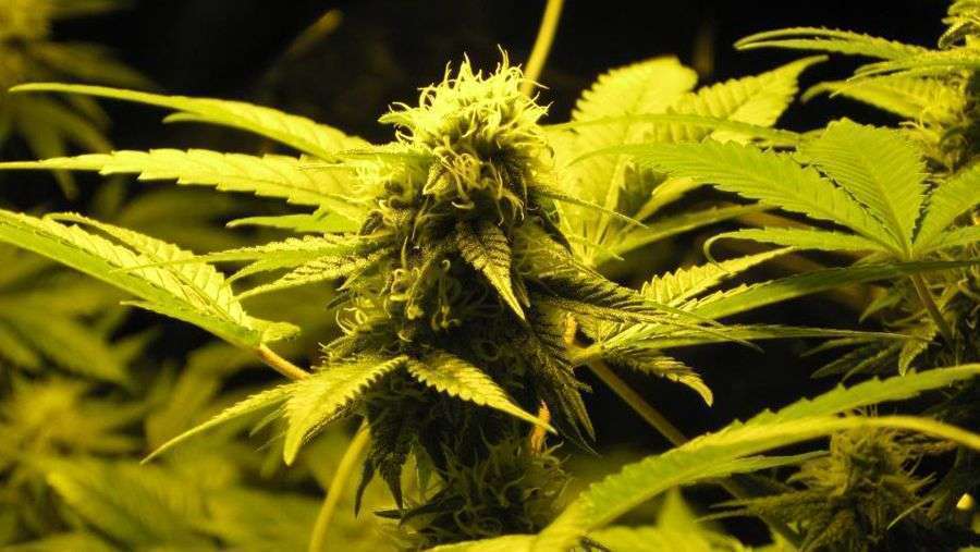 Nirvana Seeds - Wonder Woman (fem.)