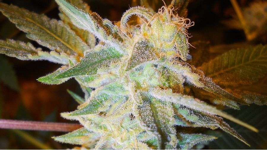Nirvana Seeds - Wonder Woman (fem.)