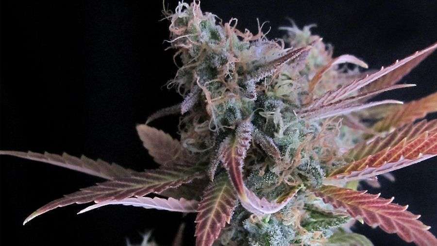 Nirvana Seeds - Raspberry Cough (fem.)