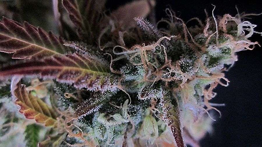 Nirvana Seeds - Raspberry Cough (fem.)