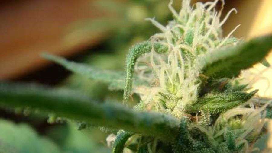 Nirvana Seeds - Sterling Haze (fem.)