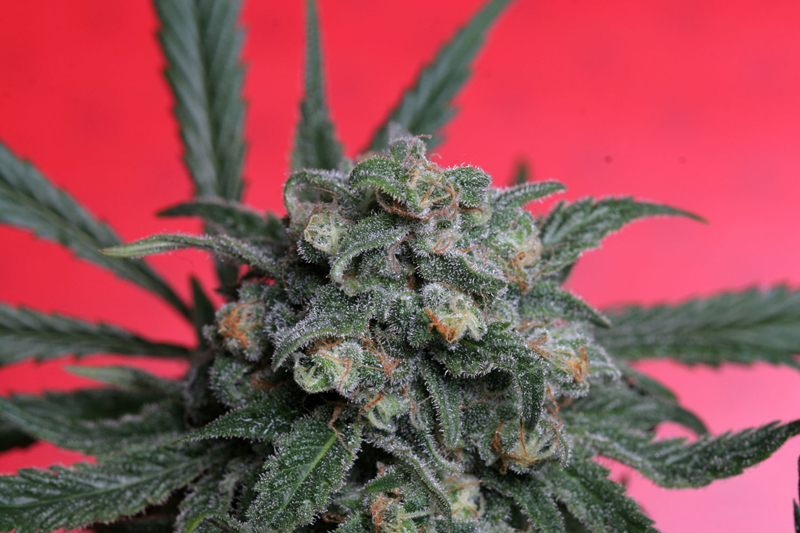 T.H. Seeds - A-Train (fem.)