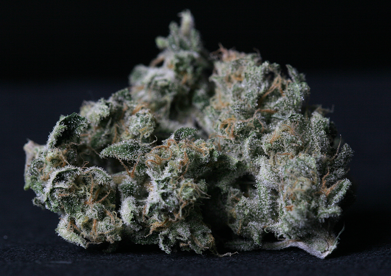 T.H. Seeds - A-Train (fem.)