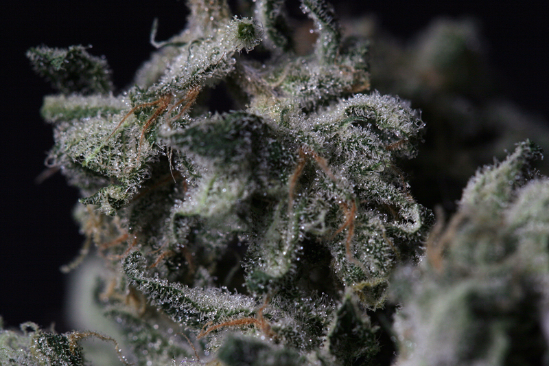 T.H. Seeds - A-Train (fem.)