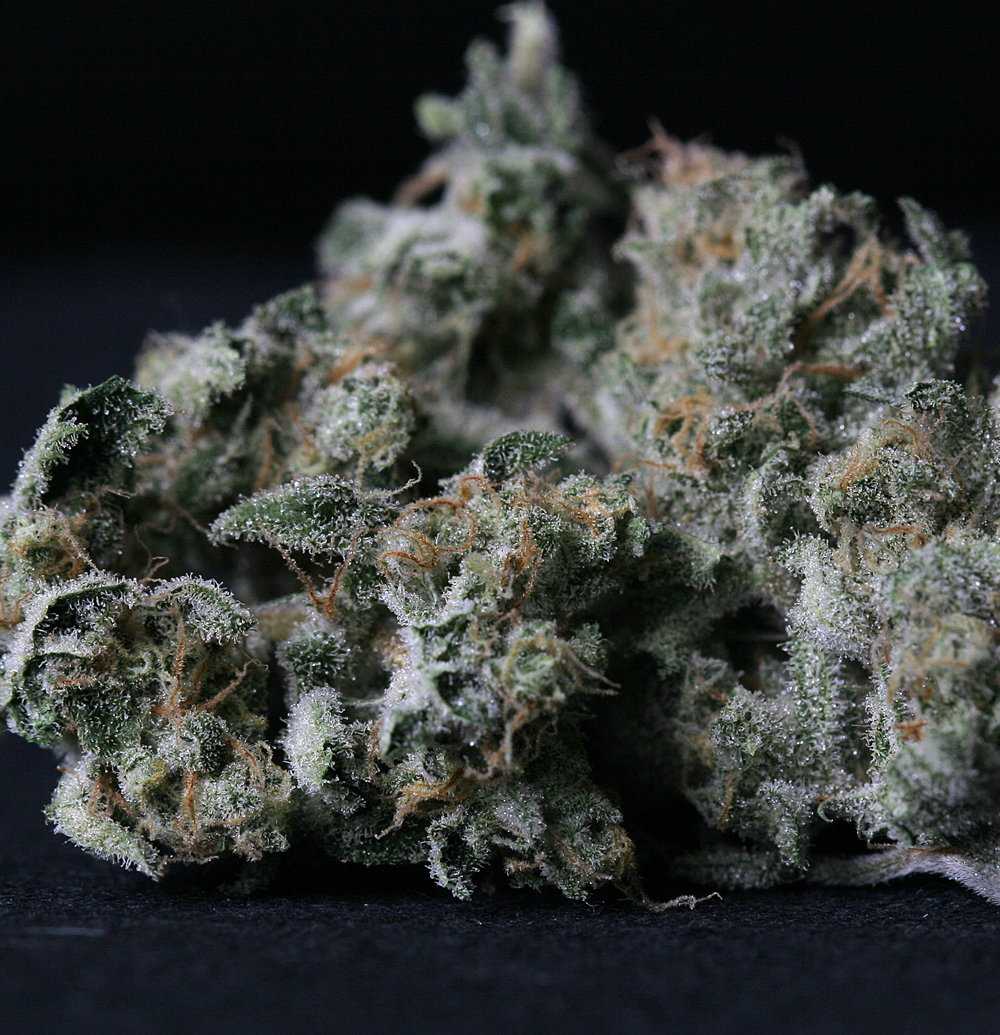 T.H. Seeds - A-Train (fem.)