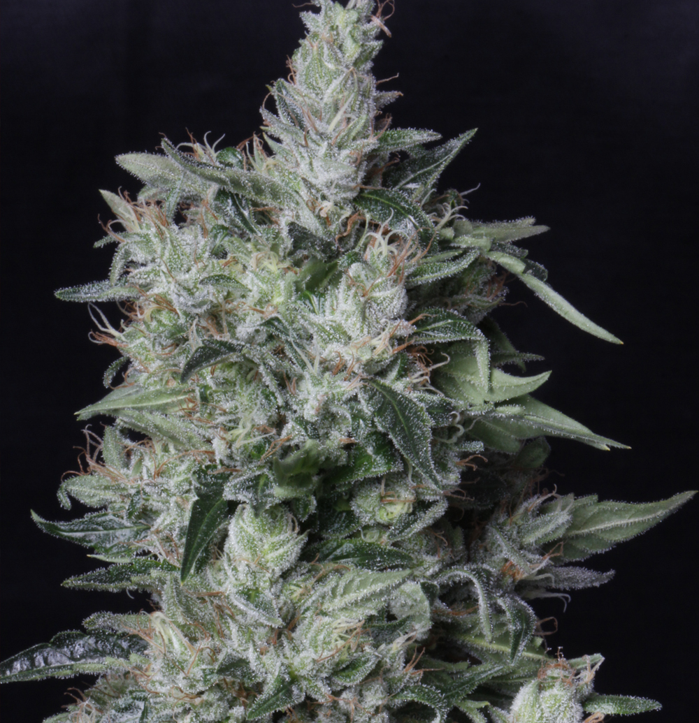 Blue Balls Kush