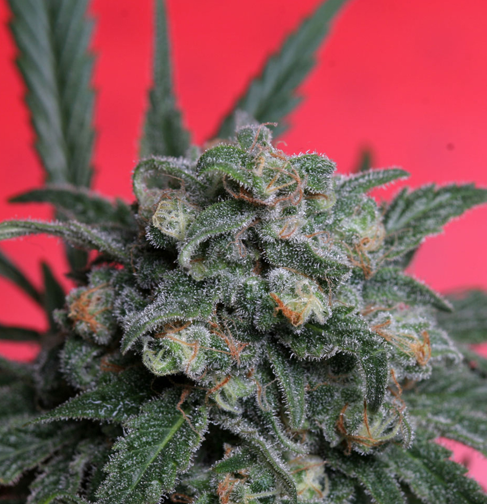 T.H. Seeds - A-Train (fem.)