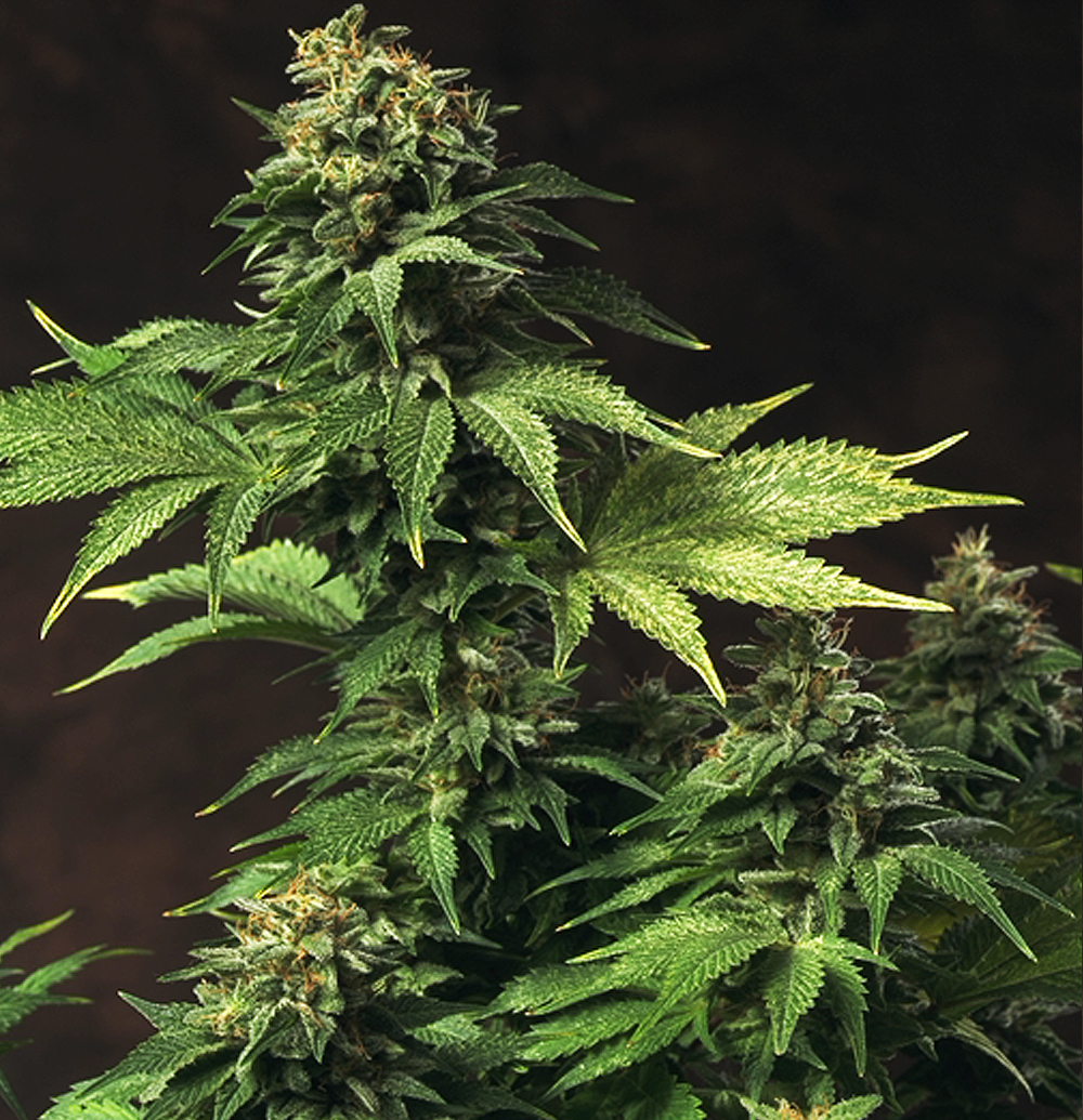 T.H. Seeds - Akorn (fem.)