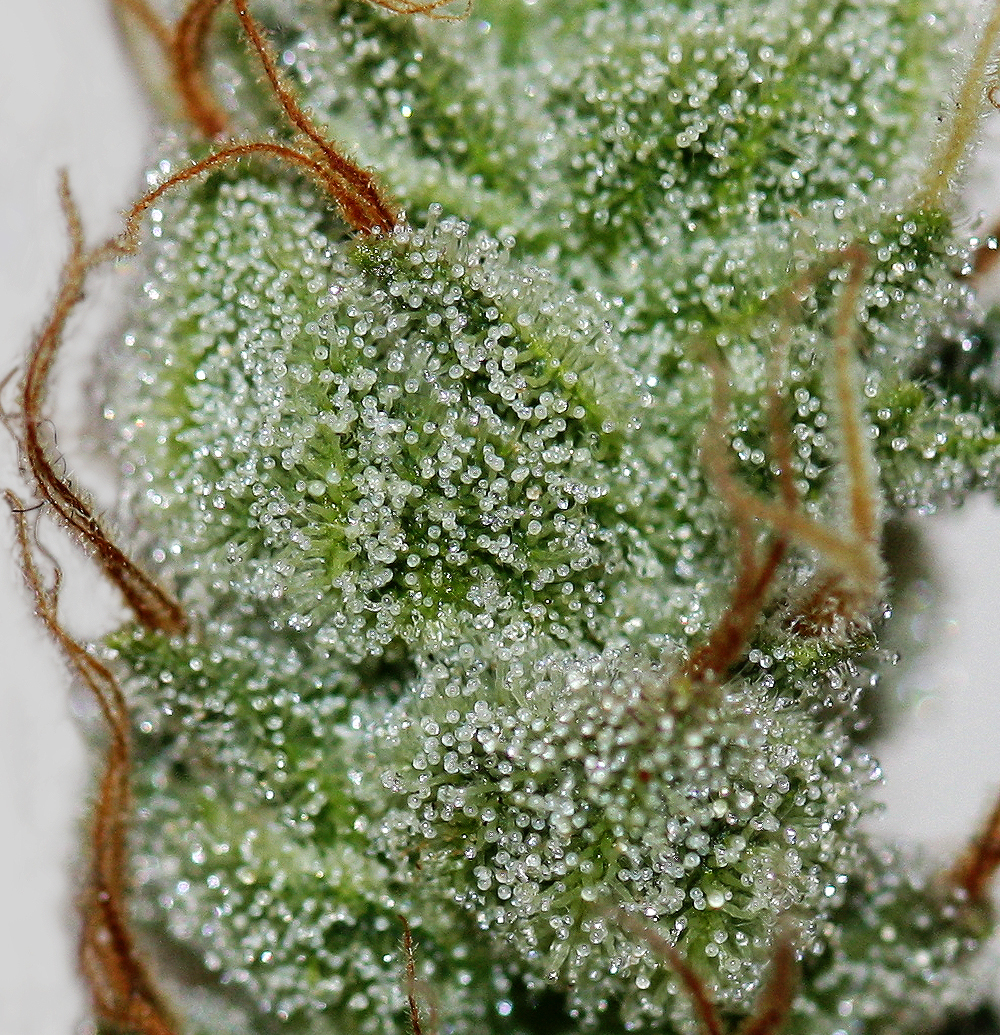 T.H. Seeds - Akorn (fem.)