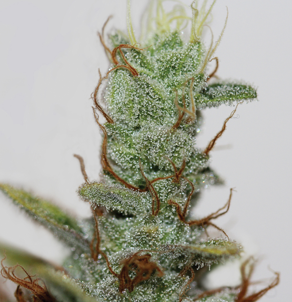 T.H. Seeds - Akorn (fem.)