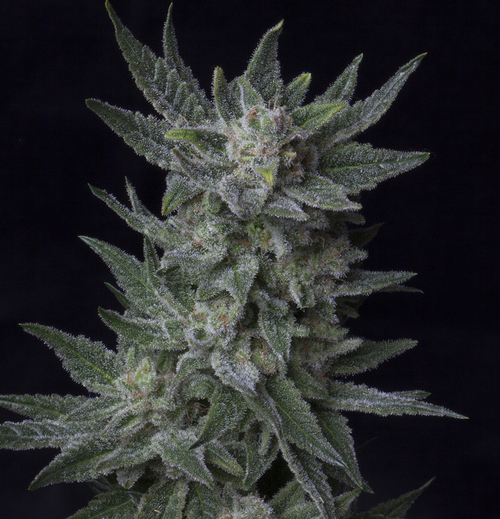 T.H. Seeds - Auto Bubblegum (auto/fem.)