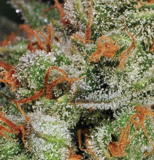 T.H. Seeds - Auto Bubblegum (auto/fem.)