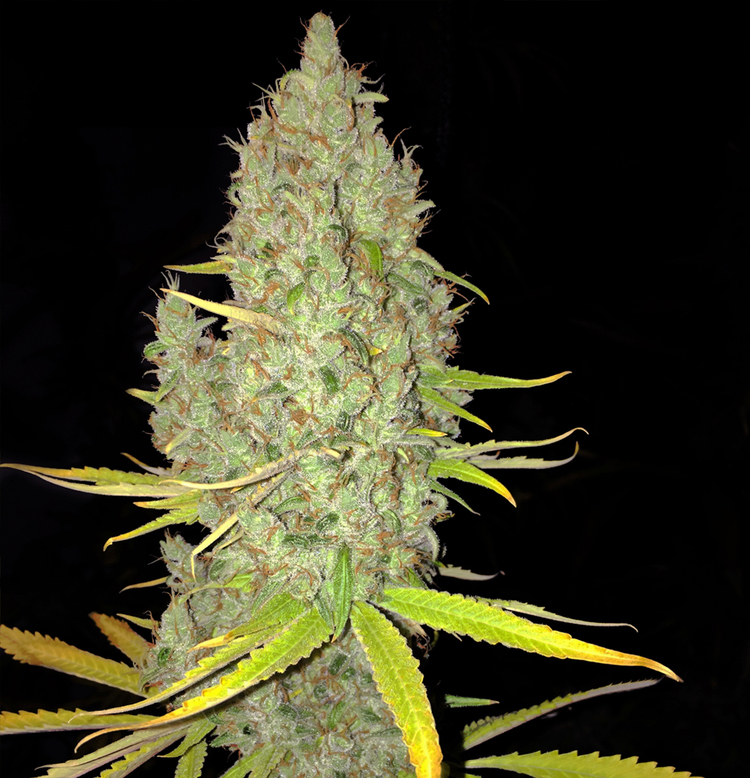 T.H. Seeds - Chicle Aka Bubbledawg (fem.)