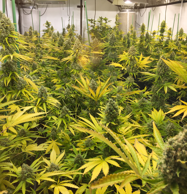 T.H. Seeds - Chicle Aka Bubbledawg (fem.)