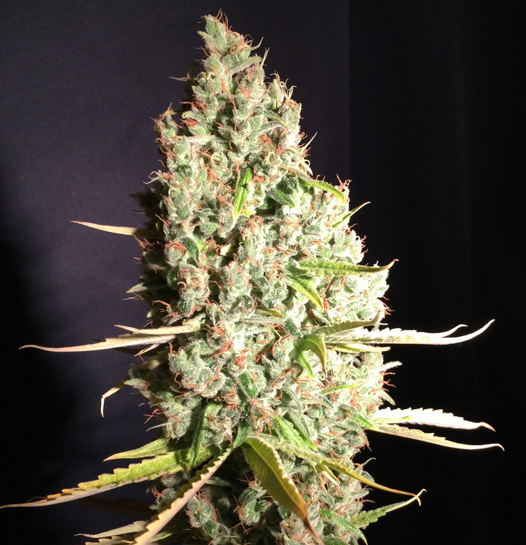 T.H. Seeds - Chicle Aka Bubbledawg (fem.)