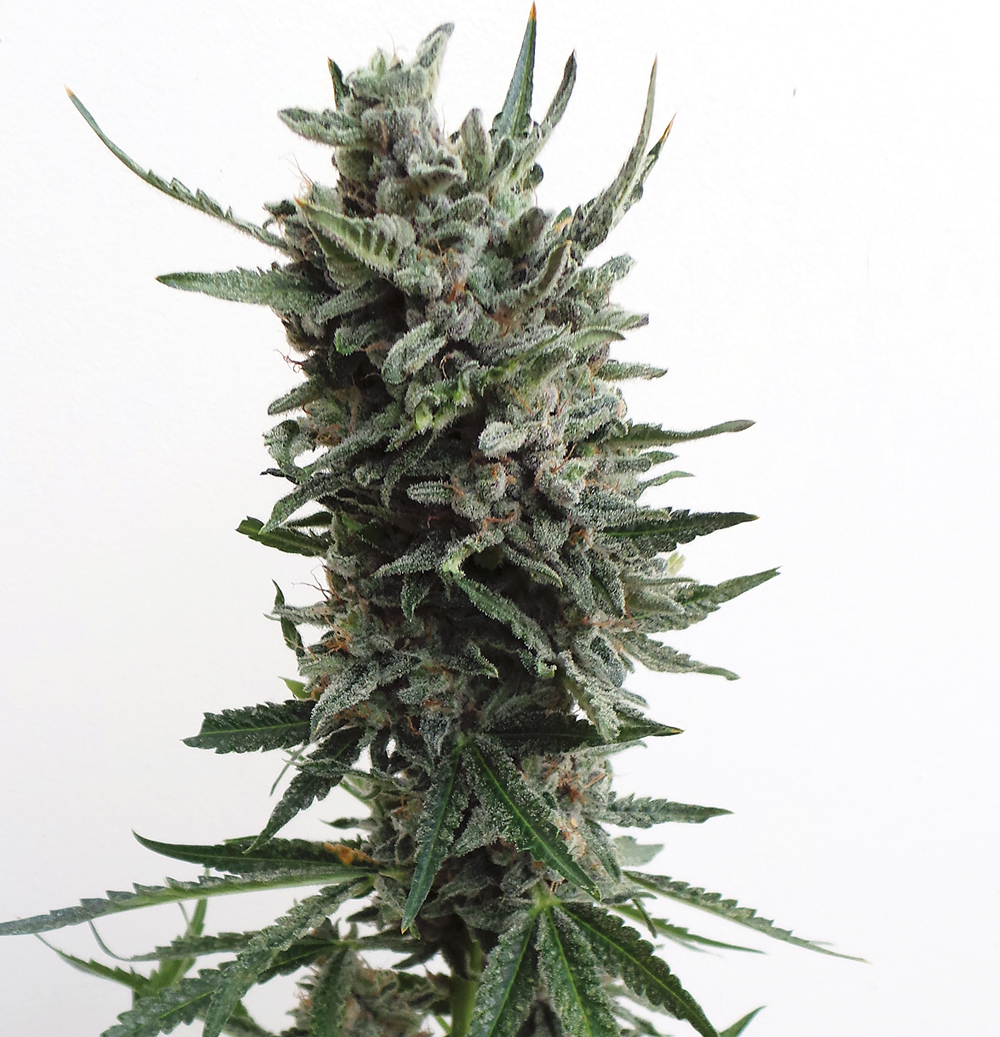T.H. Seeds - Auto Critical HOG (auto/fem.)