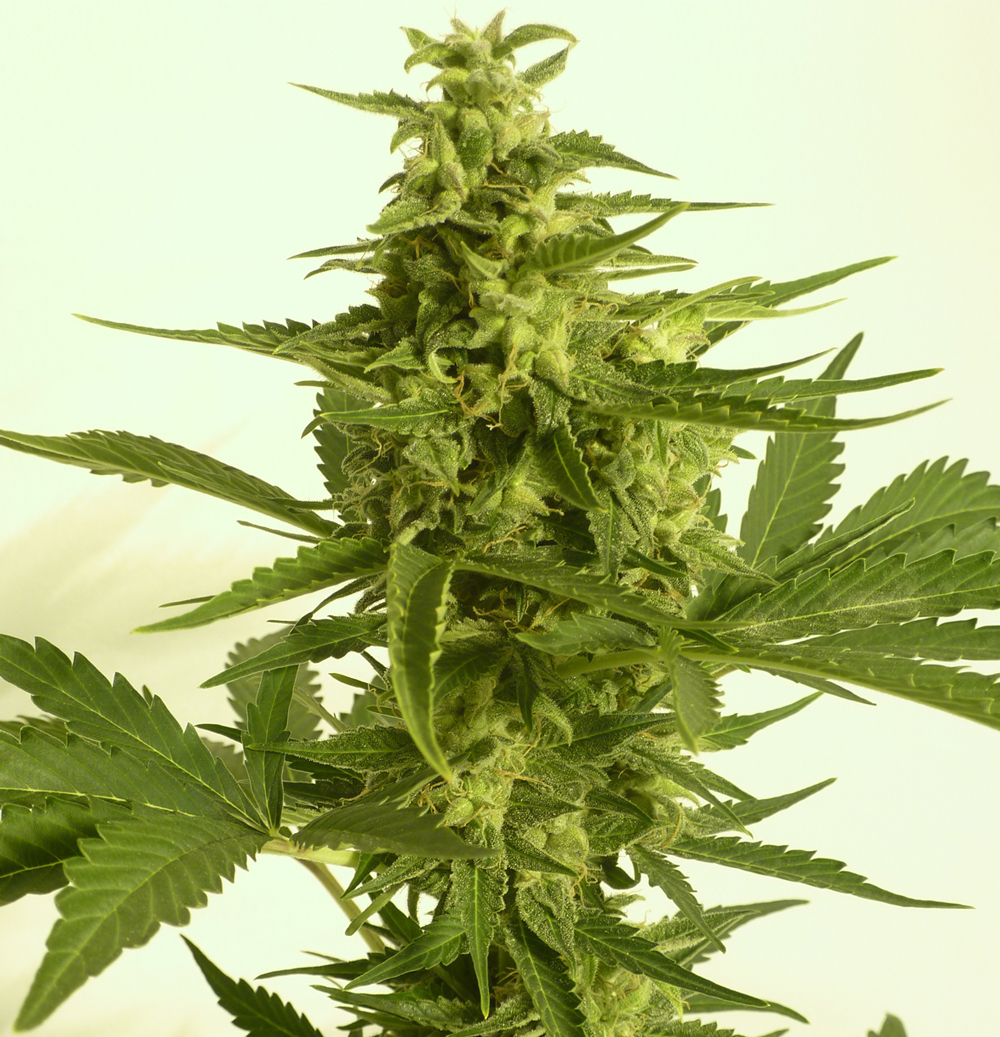 T.H. Seeds - Auto Critical HOG (auto/fem.)