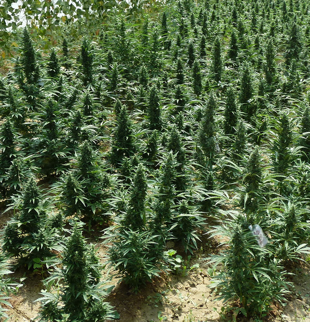 T.H. Seeds - Auto Northern HOG (auto/fem.)