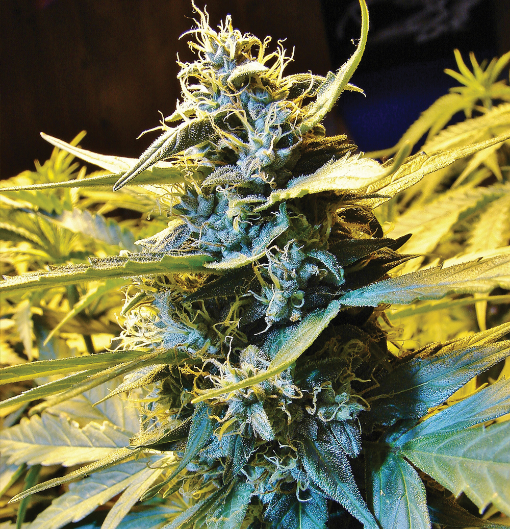 T.H. Seeds - Auto Northern HOG (auto/fem.)