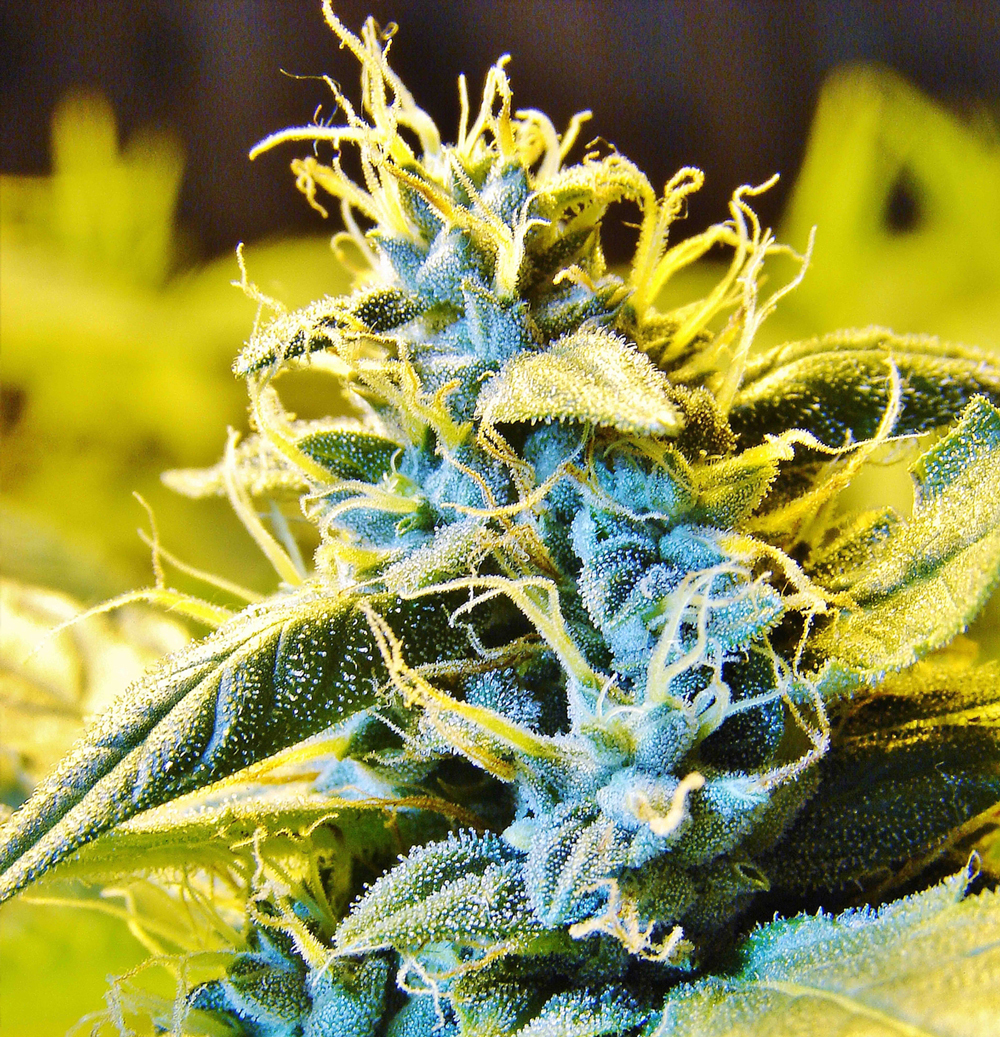 T.H. Seeds - Auto Northern HOG (auto/fem.)
