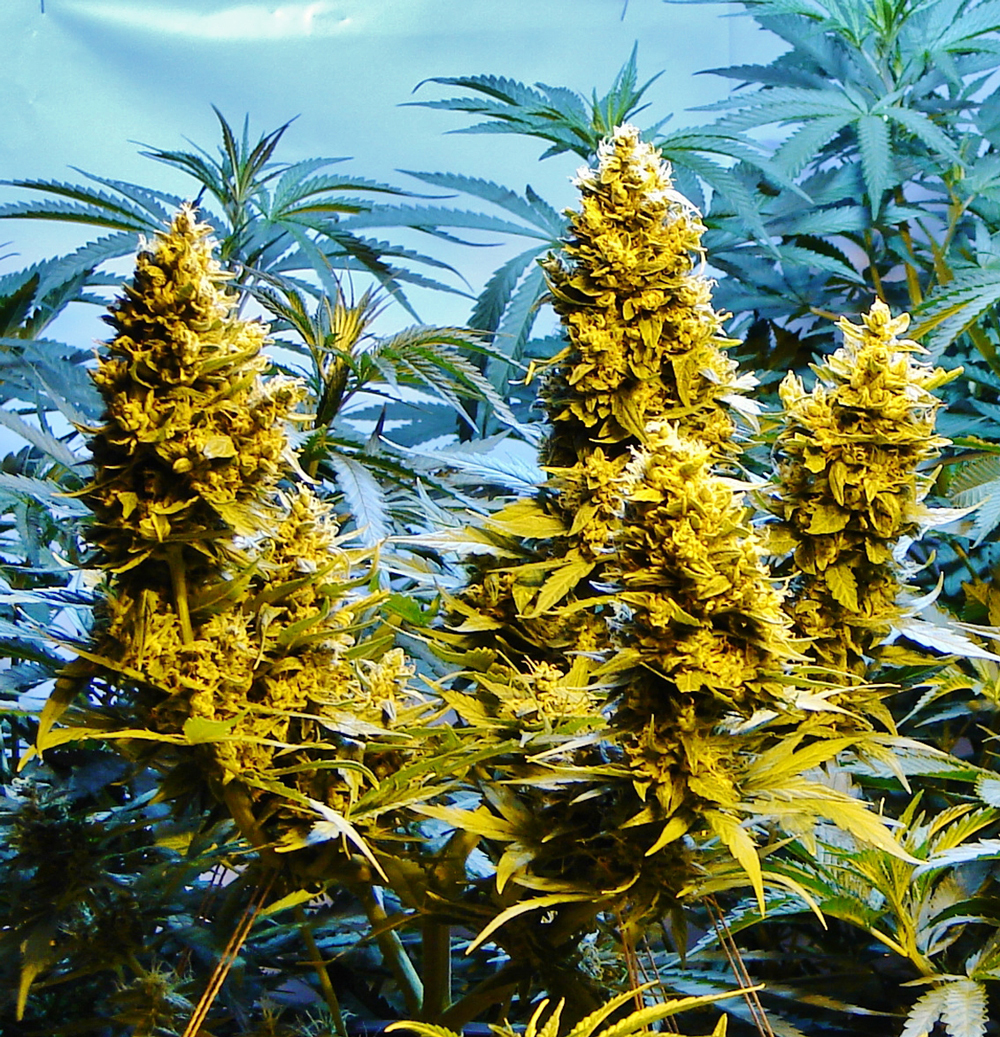 T.H. Seeds - Auto Northern HOG (auto/fem.)