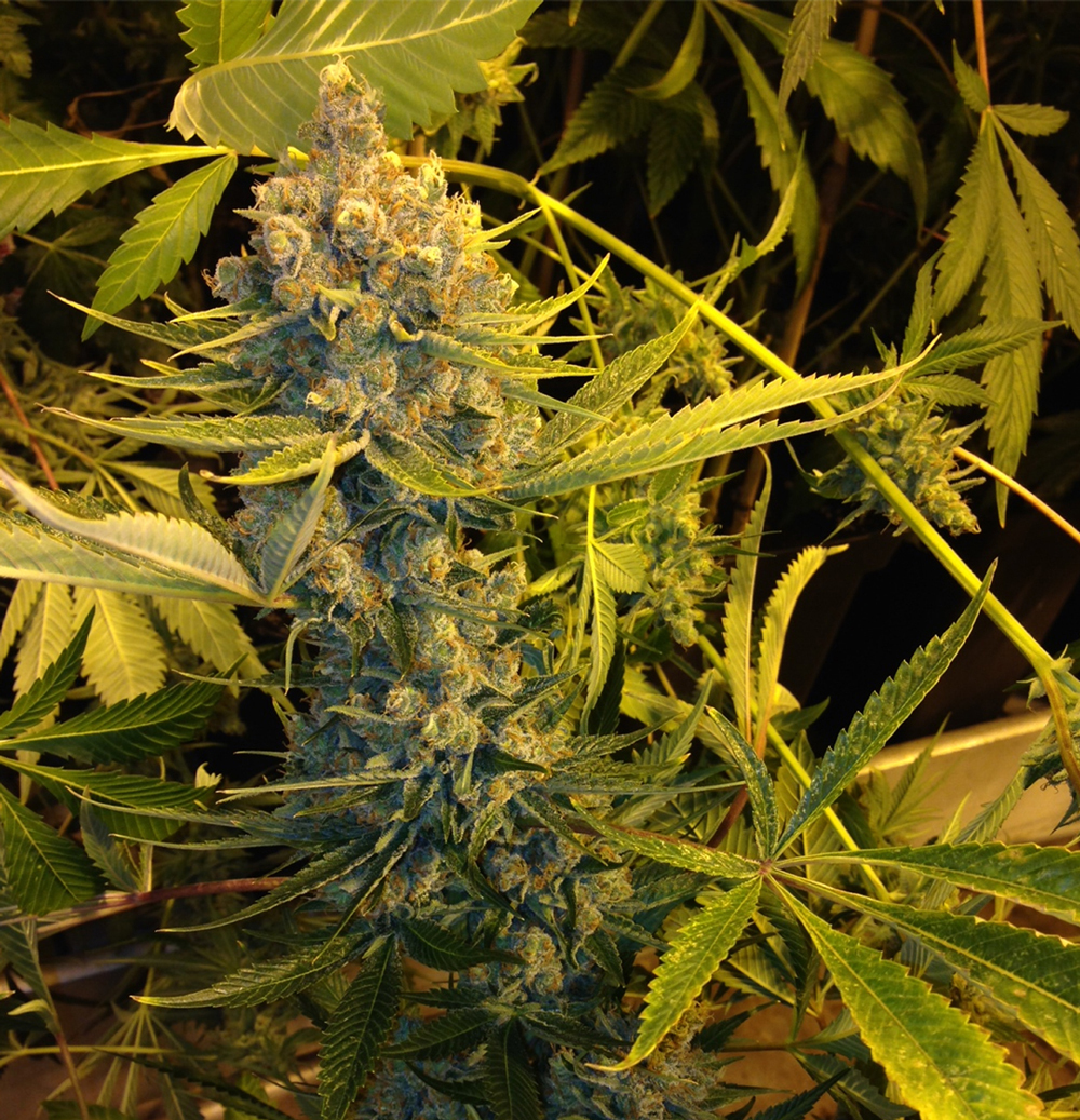 T.H. Seeds - Dawg Star Kush (fem.)