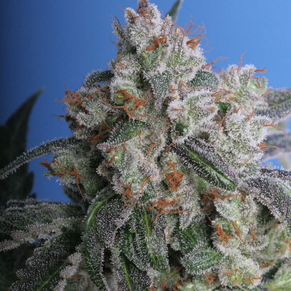T.H. Seeds - Burmese Kush (fem.)