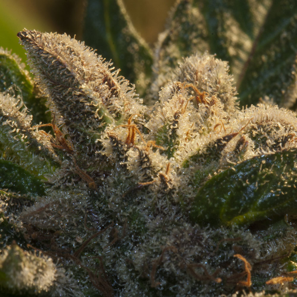 T.H. Seeds - Burmese Kush (fem.)