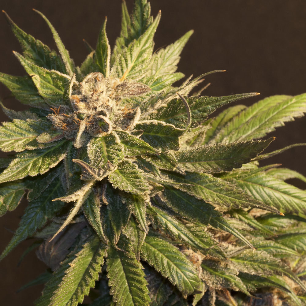 T.H. Seeds - Burmese Kush (fem.)