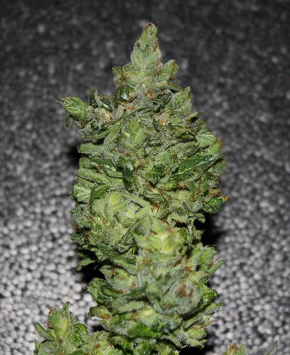 T.H. Seeds - Darkstar Kush (reg.)
