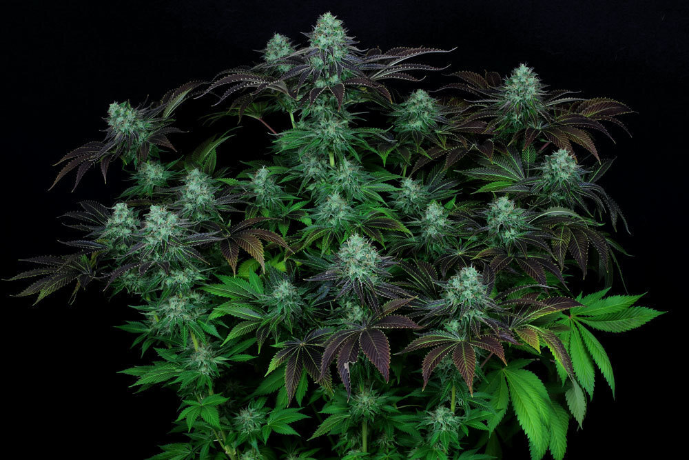 T.H. Seeds - Darkstar Kush (reg.)