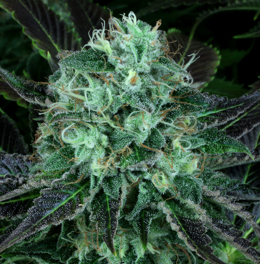 T.H. Seeds - Darkstar Kush (reg.)