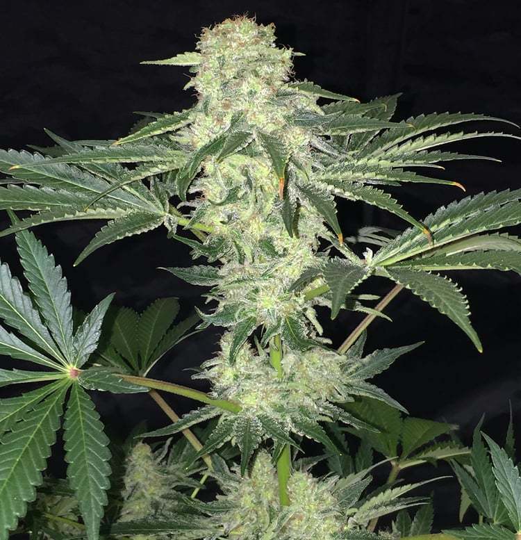 T.H. Seeds - La S.A.G.E. CBD (fem.)