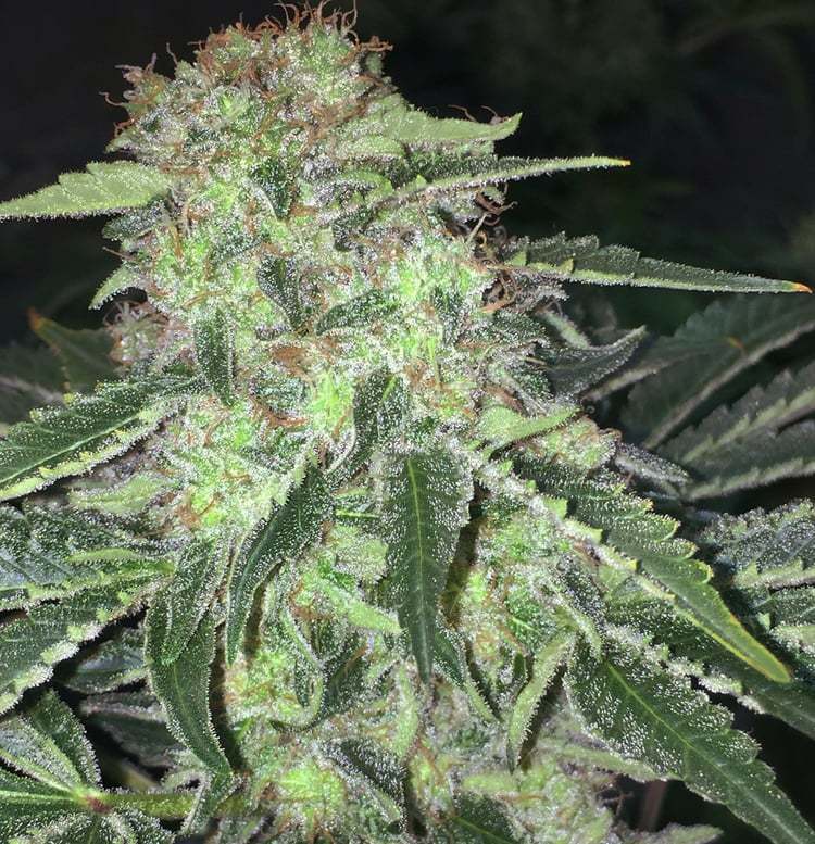 T.H. Seeds - La S.A.G.E. CBD (fem.)