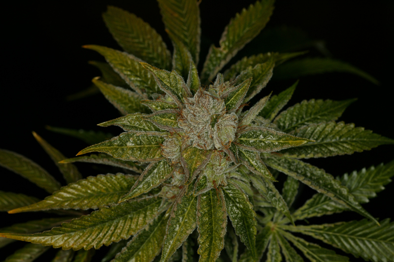 T.H. Seeds - Mk-Ultra Kush (reg.)