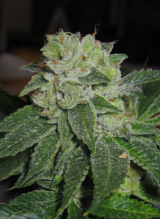 T.H. Seeds - Mk-Ultra Kush (reg.)