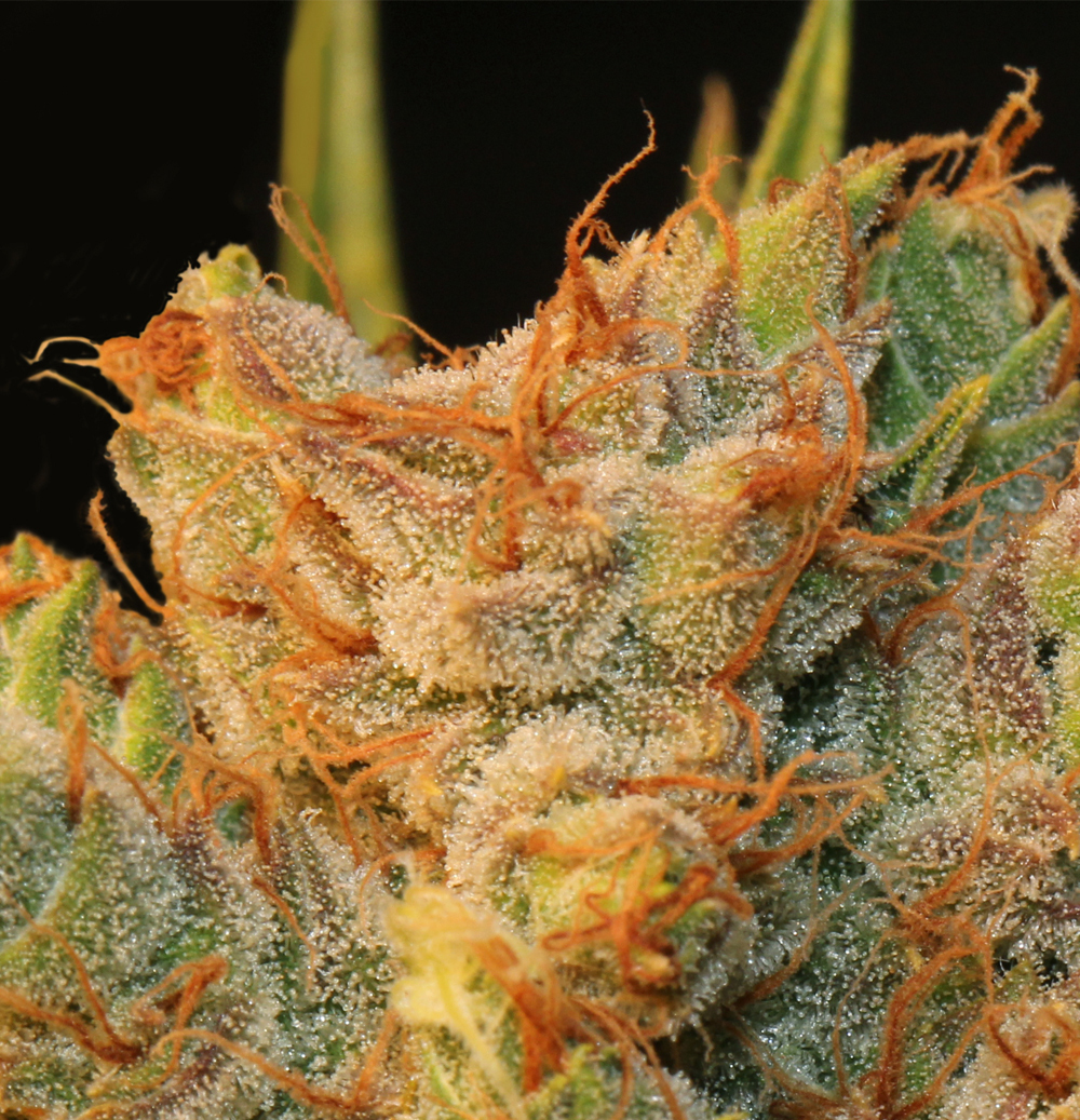 T.H. Seeds - MK-Ultra Kush x Bubble (fem.)
