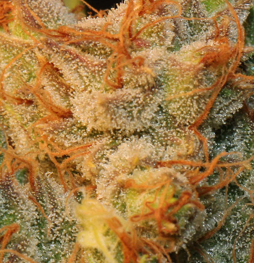 T.H. Seeds - MK-Ultra Kush x Bubble (fem.)
