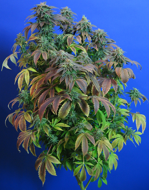 T.H. Seeds - Heavy Duty Fruity (reg.)
