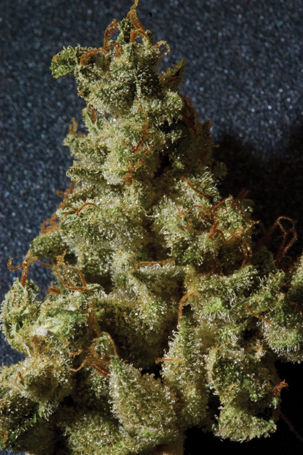 T.H. Seeds - Kushage (reg.)