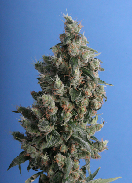 T.H. Seeds - Kushage (reg.)