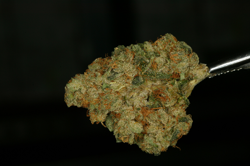 T.H. Seeds - Mk-Ultra Kush (reg.)