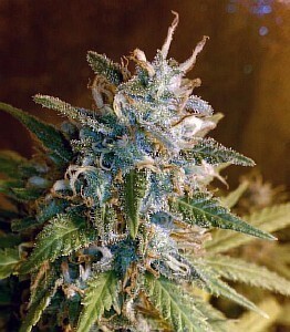 T.H. Seeds - MKage (fem.)