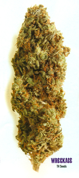 T.H. Seeds - Wreckage (fem.)